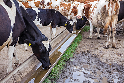 Abreuvoir à vaches